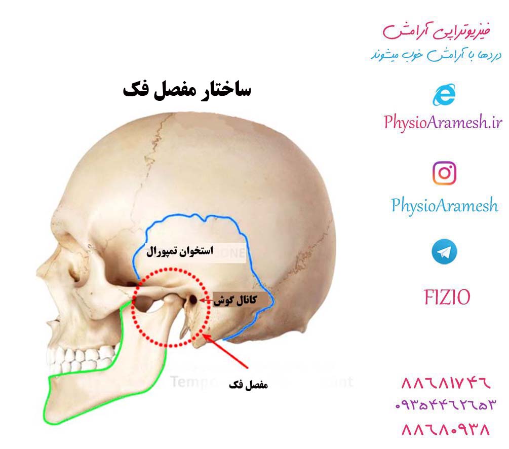 ساختار و آناتومی مفصل فک